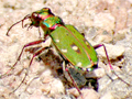Cicindela campestris